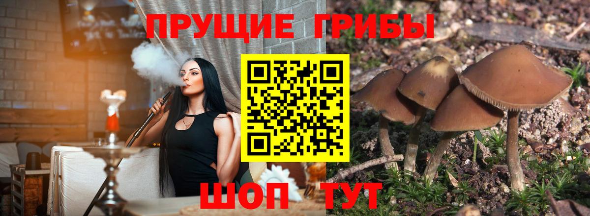 Галлюциногенные грибы Cubensis Саяногорск